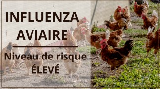 Inluenza aviaire : Risque élevé