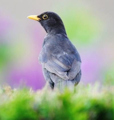 Oiseau_des_jardins