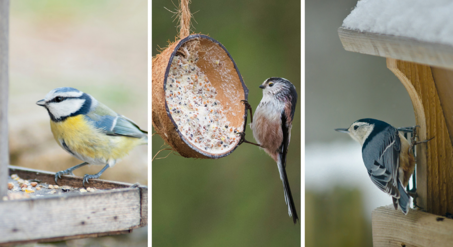 bibliotheque-oiseaux-hiver