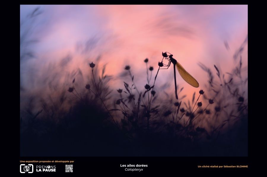 Expo_les_invisibles_de_nos_jardins