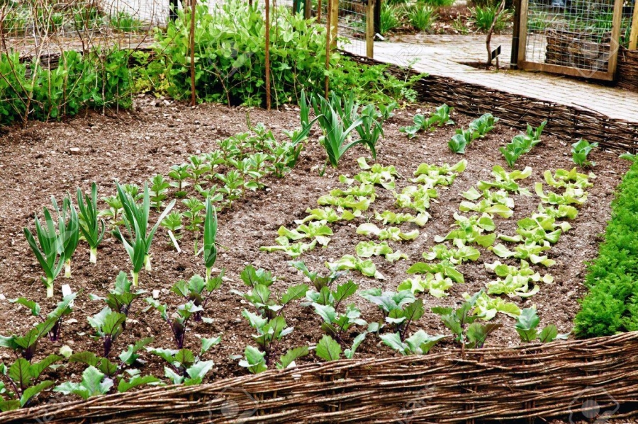 potager-jardins_familiaux